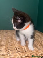 Mixed Breed cats - Advert 16