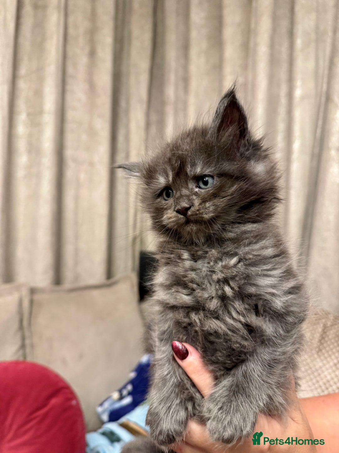 Maine Coon cats for sale: Maine coon kittens - Advert 11