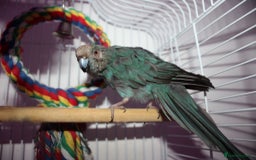 Parrots birds for sale: Kakariki Female Aviary Only - Image 1