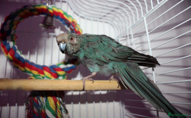 Parrots birds - Advert 1