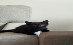 Mixed Breed cats for sale: 6 kittens for sale  - Image 5