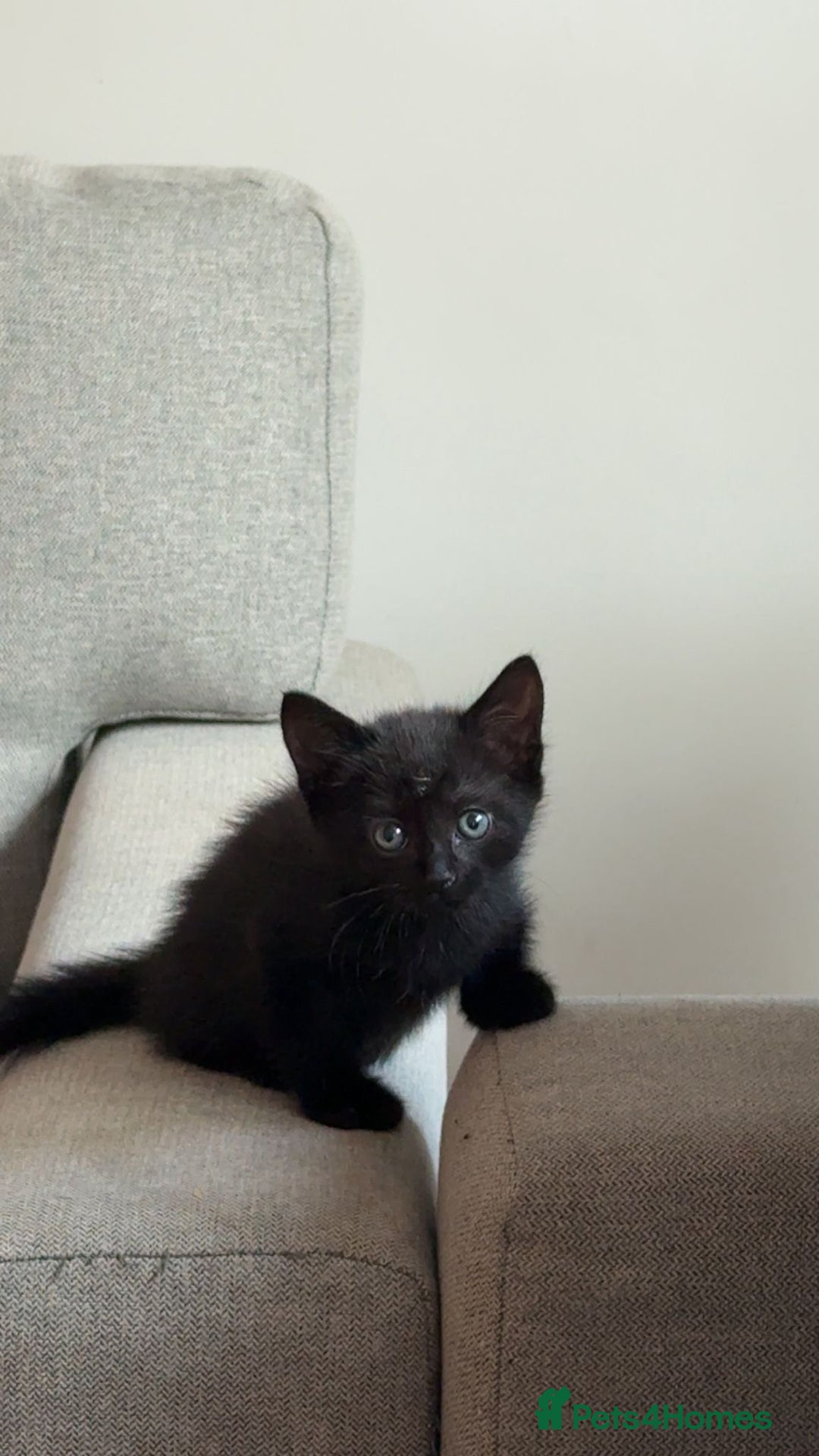 Mixed Breed cats for sale: 6 kittens for sale  - Image 5