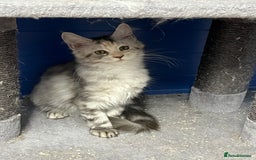 Maine Coon cats for sale: Beautiful Maine Coon kittens for sale - Image 7