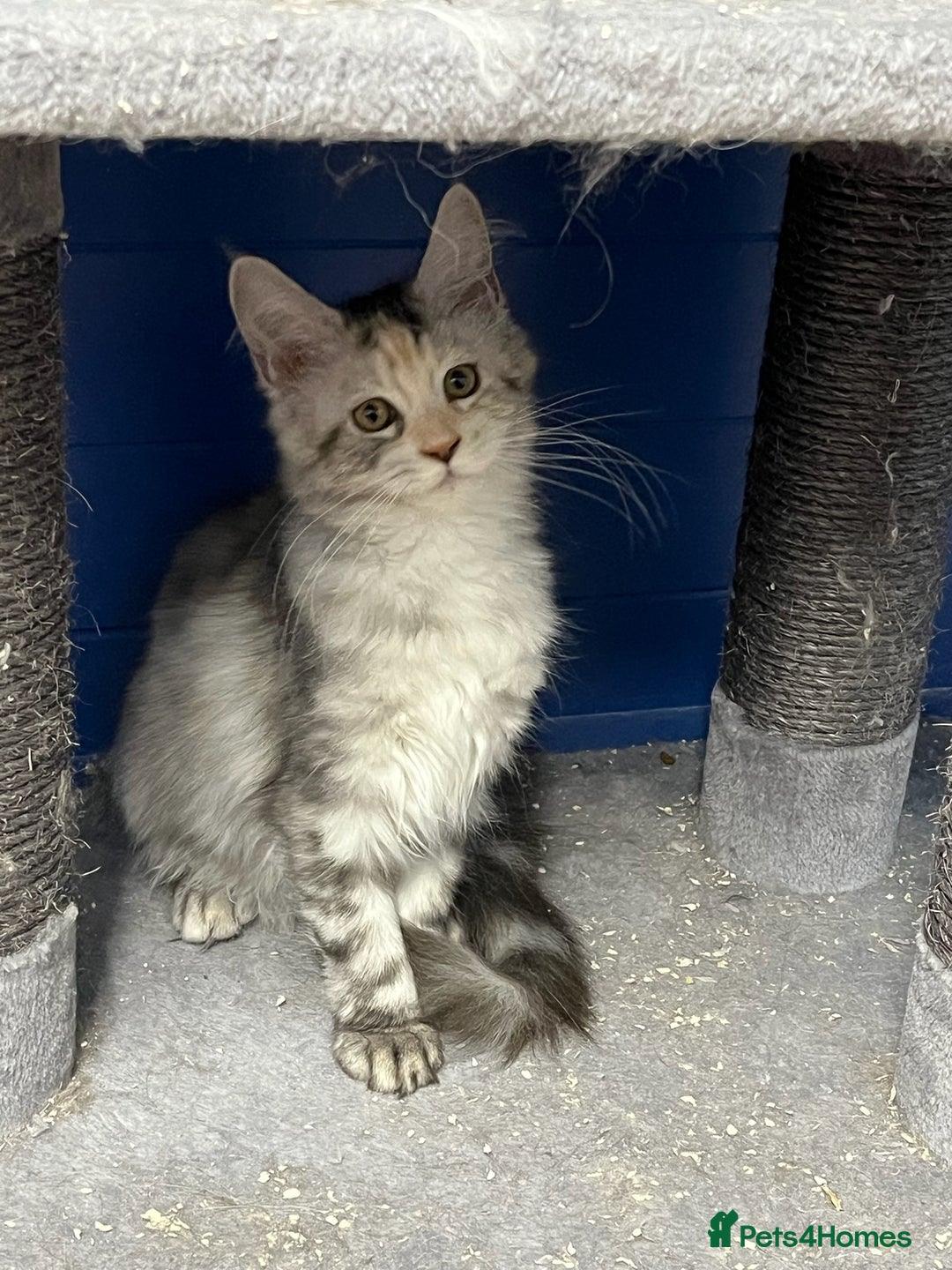 Maine Coon cats for sale: Beautiful Maine Coon kittens for sale - Image 7