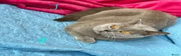 British Shorthair cats for sale: GCCF🏆ChampionBloodline 5GENpedigree BSHblue/lilac - Advert 4