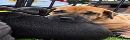 Great Dane dogs for sale: Champion blood exceptional quality black GreatDane - Advert 10