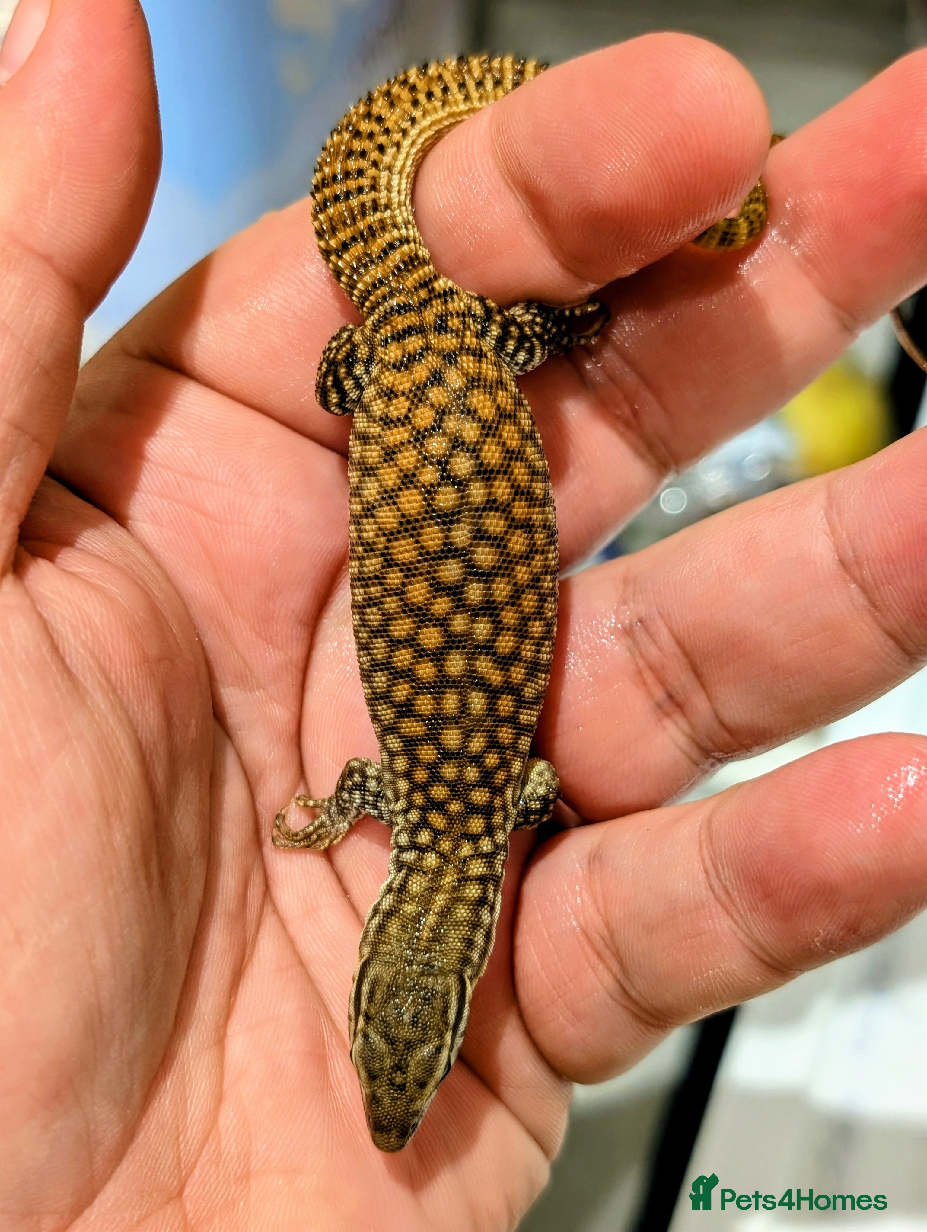 Leopard Gecko reptiles High end leopard geckos and red ackie monitors  - Advert 8