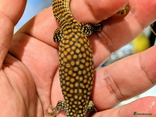 Leopard Gecko reptiles High end leopard geckos and red ackie monitors - Advert 7
