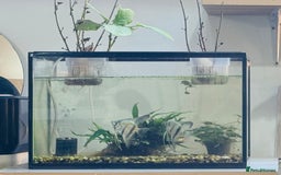 Angelfish fish for sale: Fish with tank  - Image 2