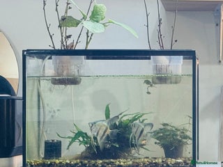 Angelfish fish - Advert 23