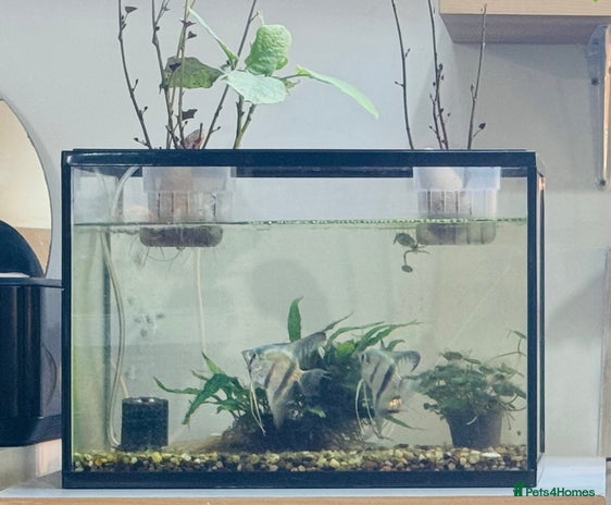 Angelfish fish - Advert 18