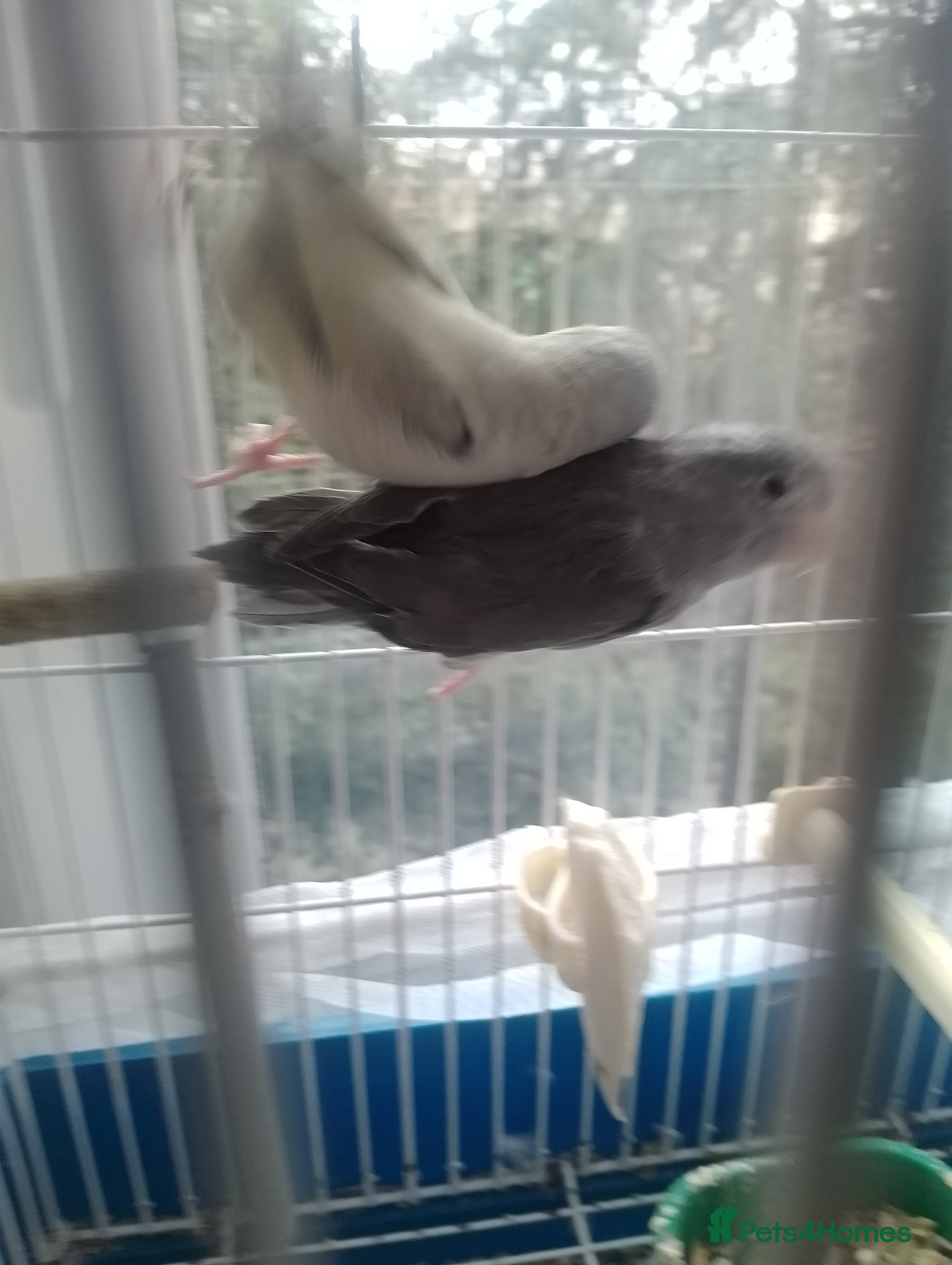 Finches birds parrotlet for sale  - Advert 2