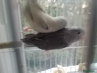 Finches birds parrotlet for sale - Advert 2