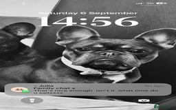 French Bulldog dogs for sale: A special pup - Image 7
