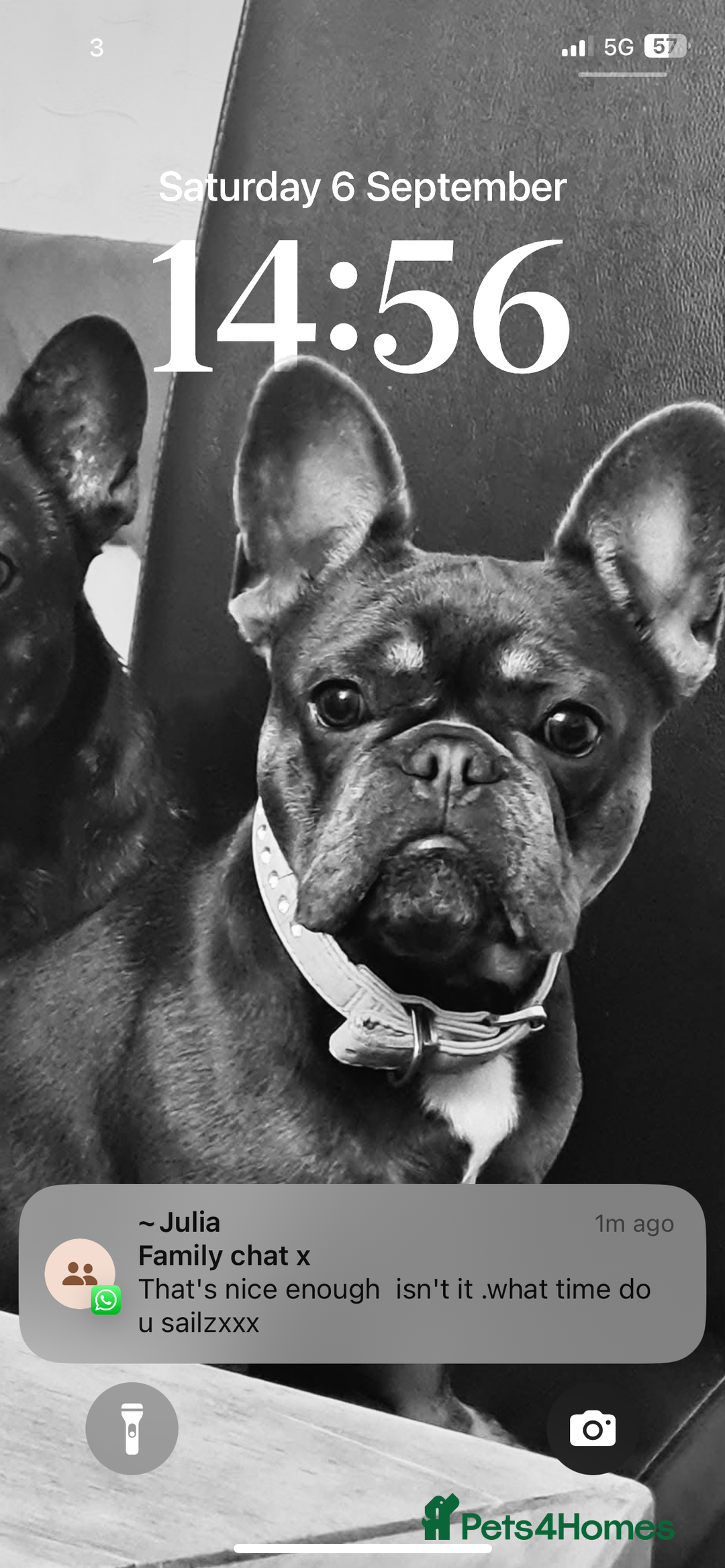 French Bulldog dogs for sale: A special pup - Image 7