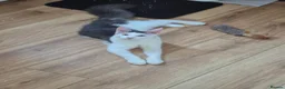 Maine Coon cats for sale: Stunning Pure Maine Coon Kitten - Advert 26