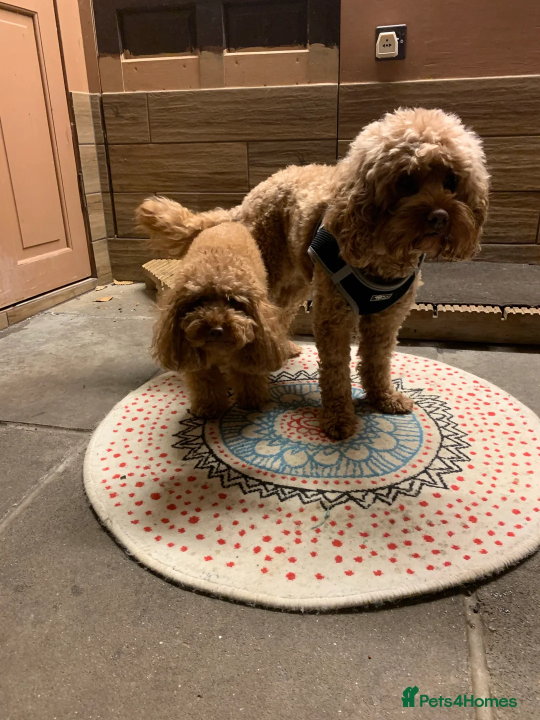 Toy Poodle dogs for stud: Gorgeous, KC reg. Genetic tested, Red Toy Poodle in London - Advert 26