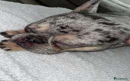 French Bulldog dogs for stud: Blue merle French bulldog for stud - Image 3