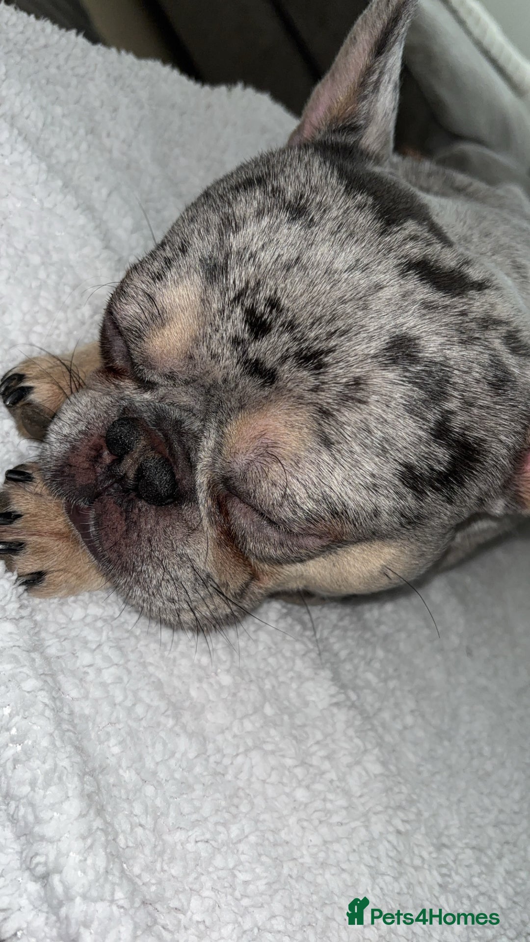French Bulldog dogs for stud: Blue merle French bulldog for stud - Image 3