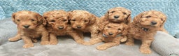 Cockapoo dogs for sale: Happy healthy cockapoo pups F1B DNA tested parents - Advert 16
