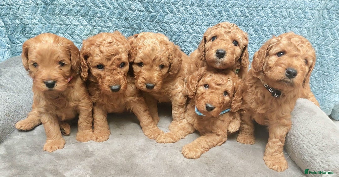 Cockapoo dogs for sale: Happy healthy cockapoo pups F1B DNA tested parents - Advert 16