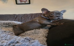 French Bulldog dogs for sale: 5 Beautiful French bulldogs - Image 5