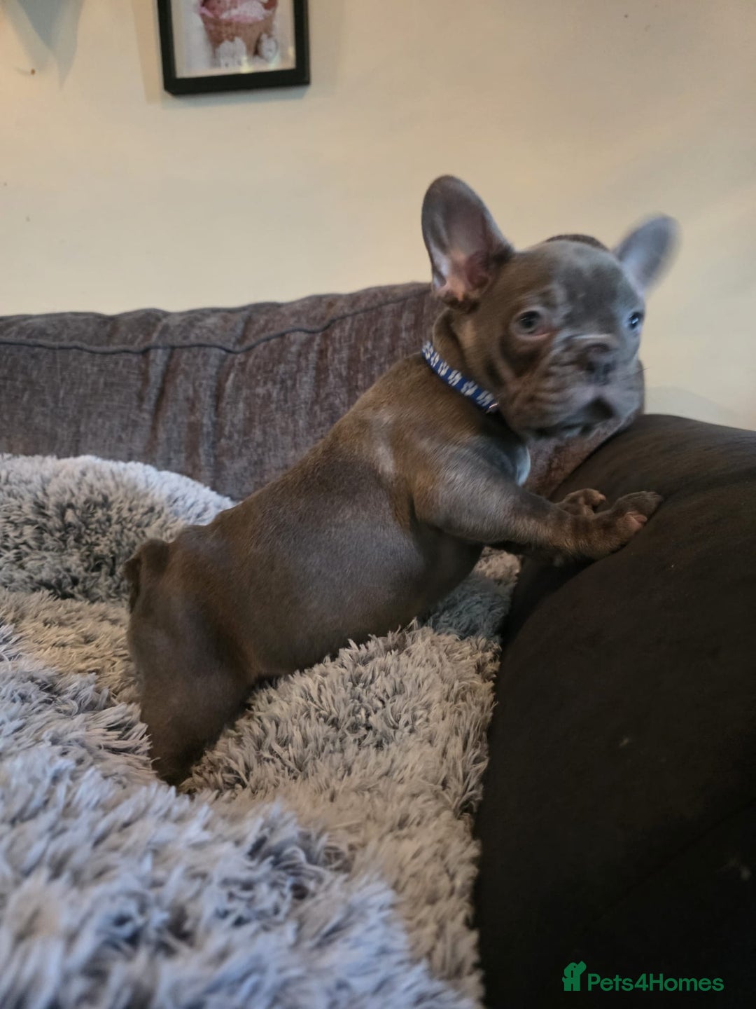 French Bulldog dogs for sale: 5 Beautiful French bulldogs - Image 5