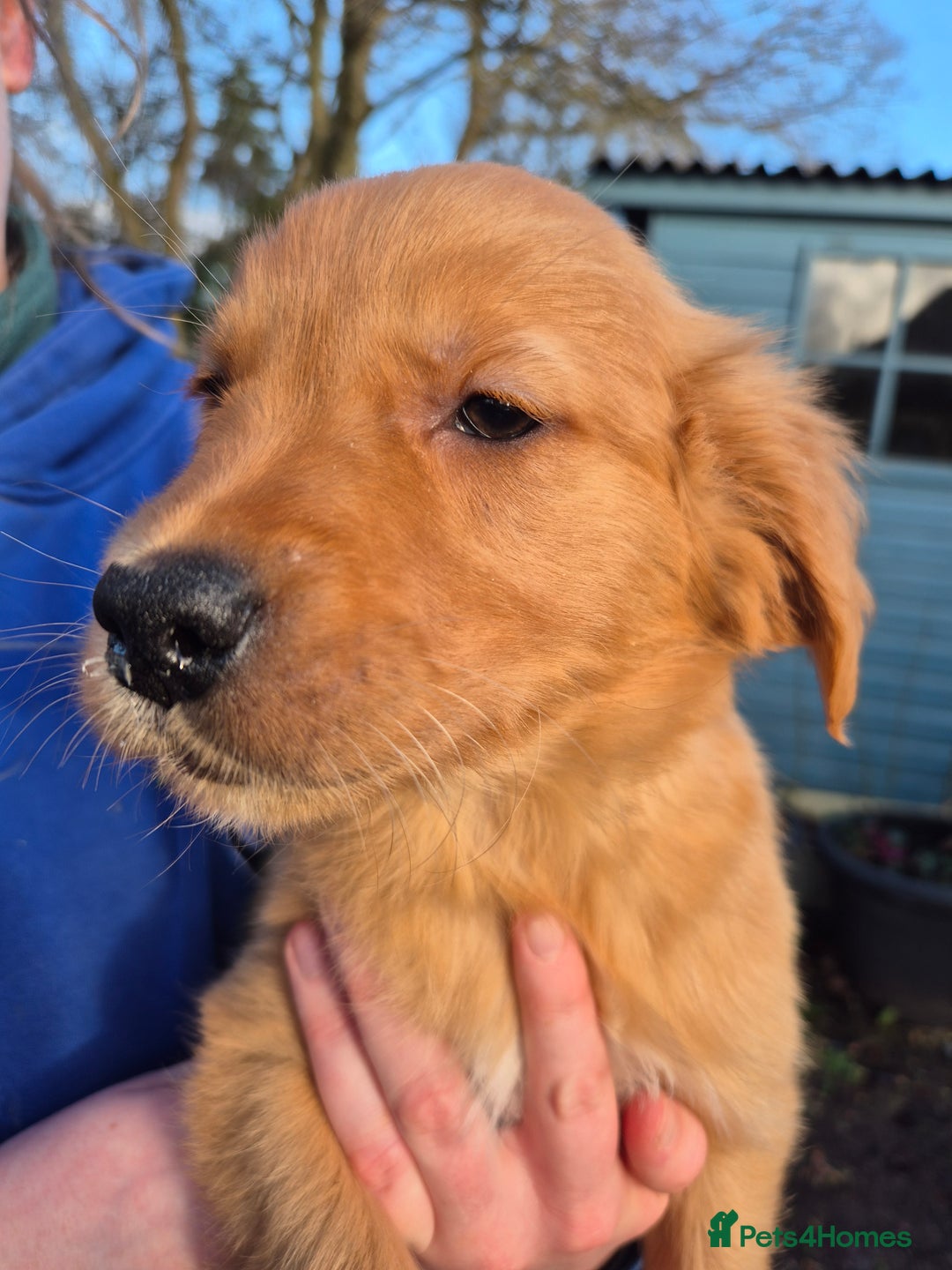 Golden Retriever dogs for sale: Lovely boy pup - Advert 2
