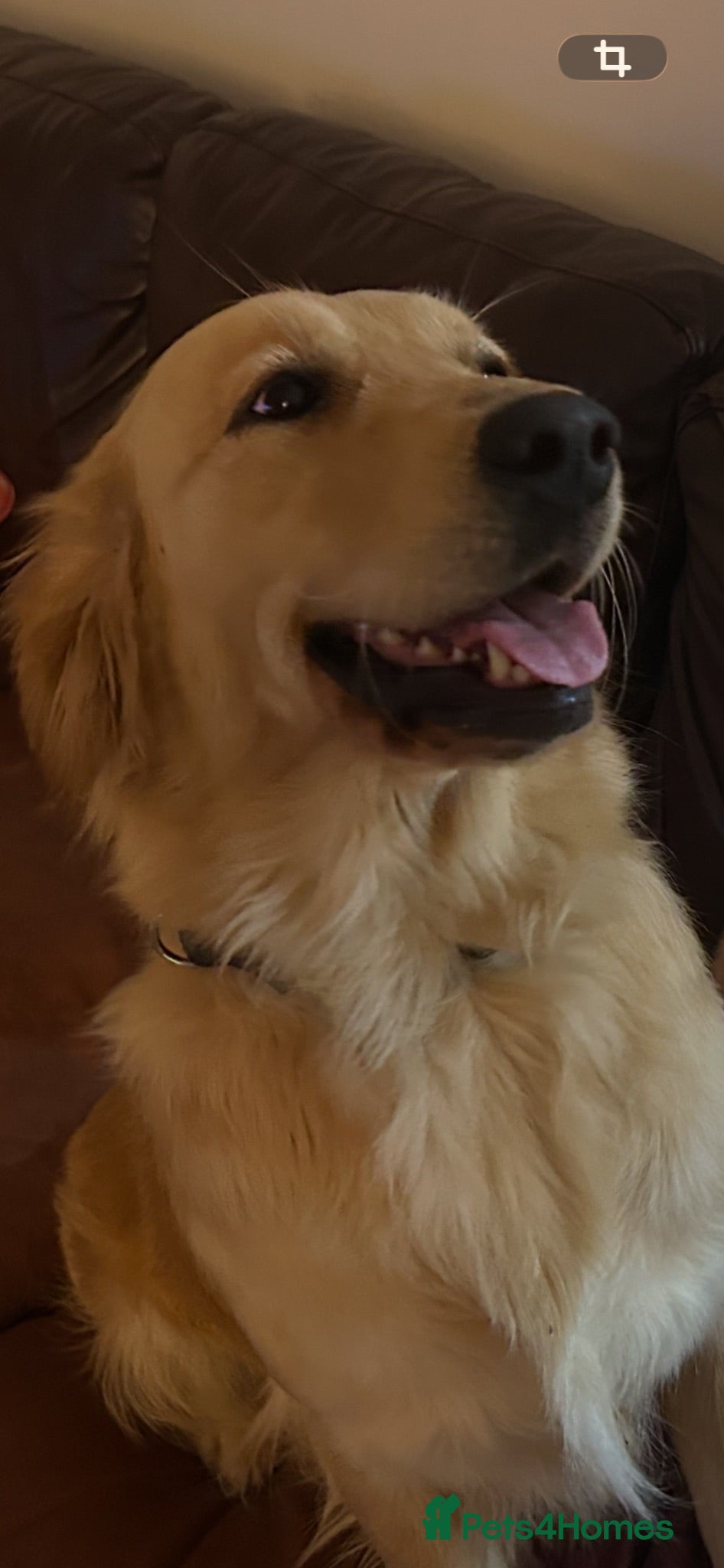 Golden Retriever dogs Beautiful Golden Retriever  - Advert 1