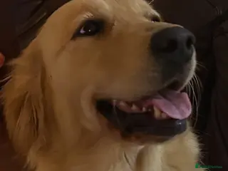 Golden Retriever dogs Beautiful Golden Retriever - Advert 1