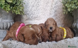 Cavapoo dogs for sale: Health tested stunning cavapoos - Advert 9