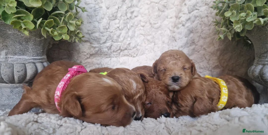 Cavapoo dogs for sale:  1 boy remaining. Health tested stunning cavapoos - Advert 12