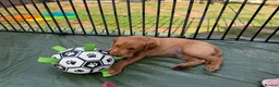 Labrador Retriever dogs for sale: Duel purpose Labrador  - Advert 19