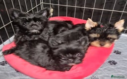 Yorkshire Terrier dogs for sale: Yorkshire Terrier puppies  - Image 29