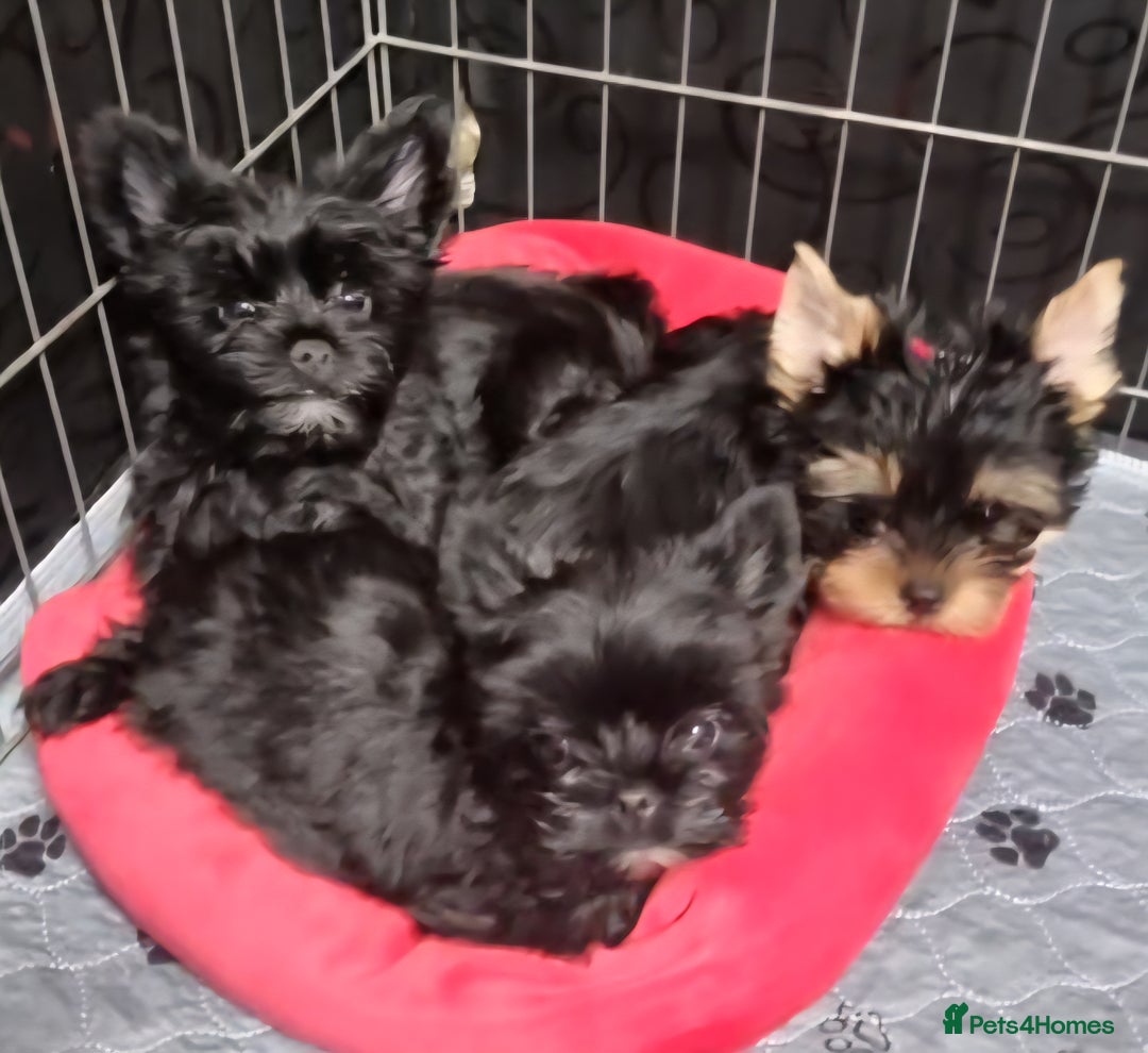 Yorkshire Terrier dogs for sale: Yorkshire Terrier puppies  - Image 29