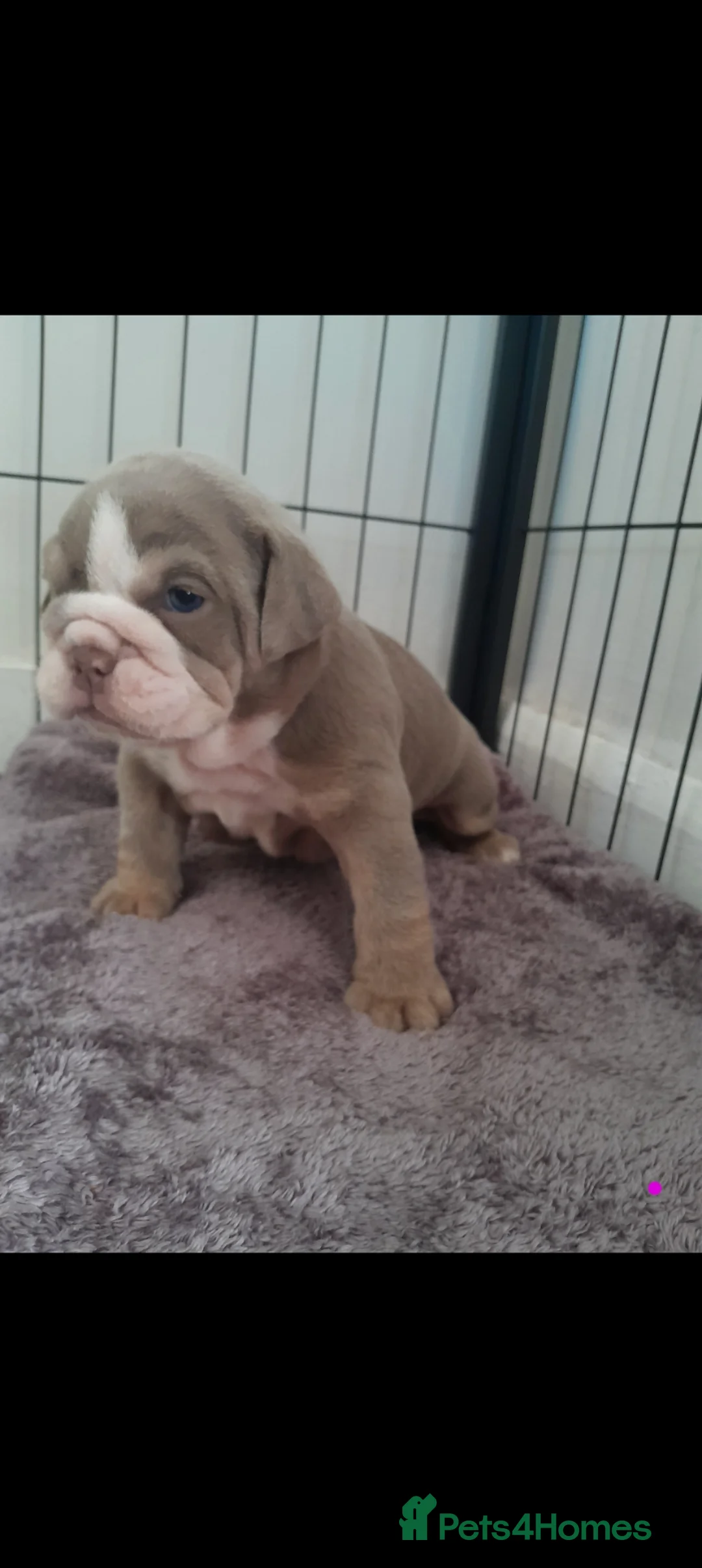 English Bulldog dogs for sale: Beautiful English Bulldogs  - Advert 2