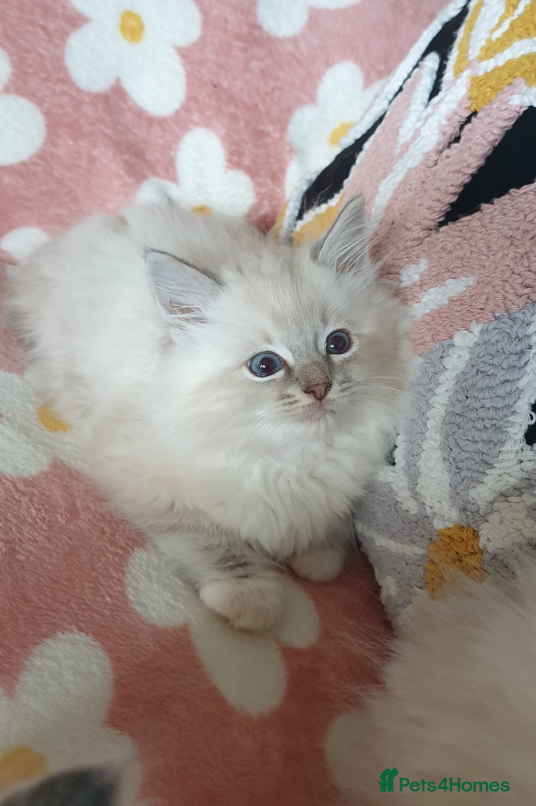 Ragdoll cats for sale: Absolutely Stunning GCCF Registered Kittens. - Advert 18