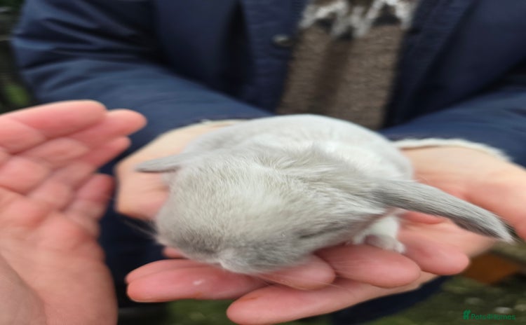 Mini Lop rabbits - Advert 1