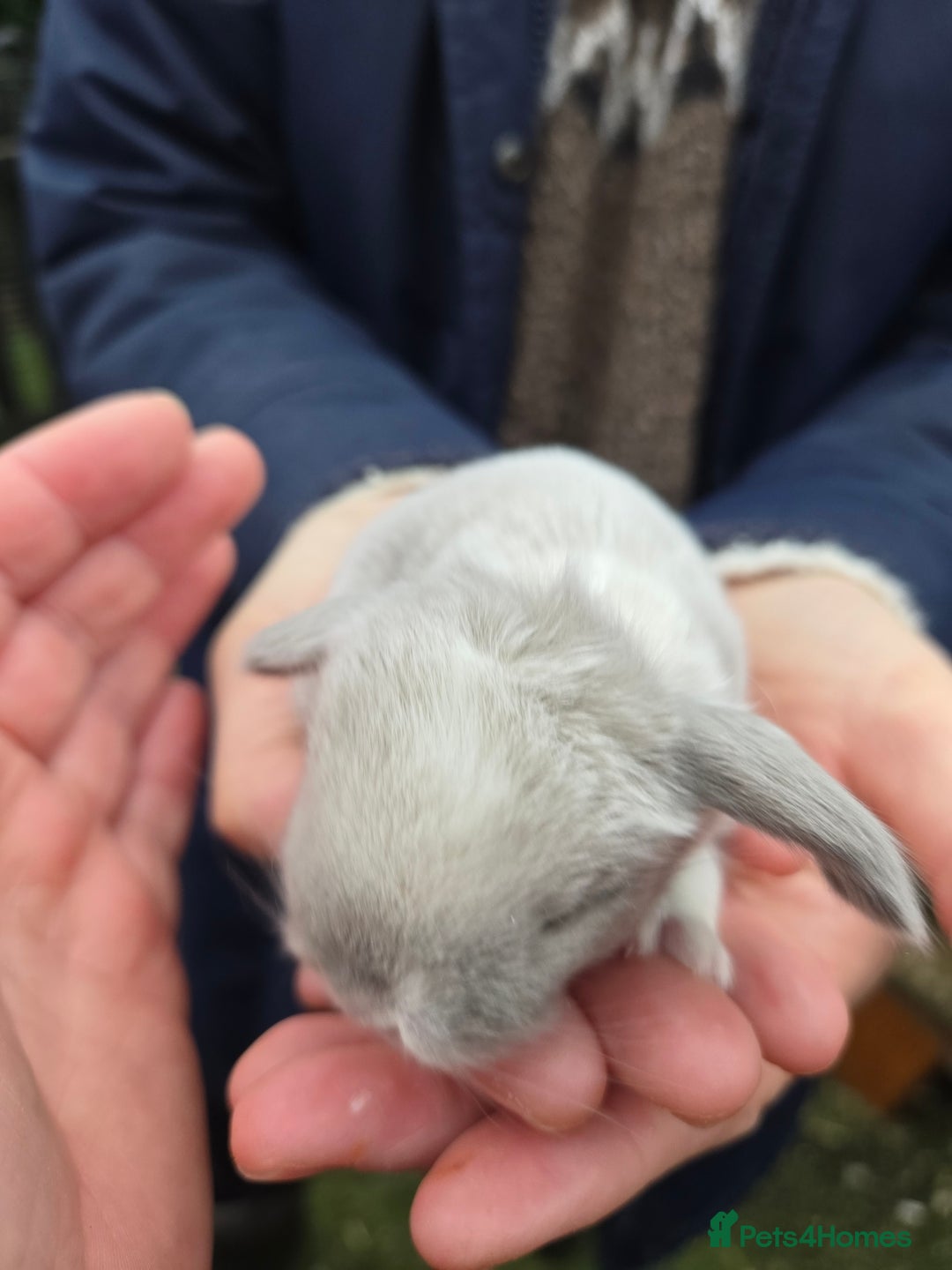 Mini Lop rabbits for sale: Stunning mini lop babies ready to secure  - Image 1