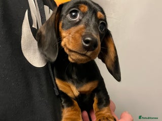 Miniature Dachshund dogs Offers Kc reg mini dachshunds - Advert 6