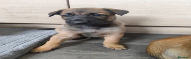 Belgian Shepherd Dog 2