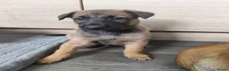 Belgian Shepherd Dog dogs for sale: Belgian Malinois Puppies – Family Raised in Ilkeston - Advert 13