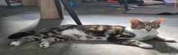 Mixed Breed cats for sale: Male kittens for sale in Normanton - Advert 1