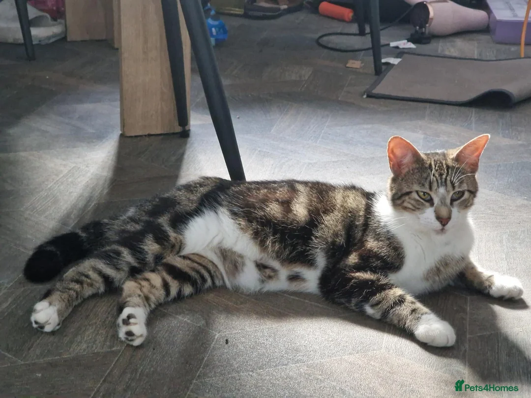Mixed Breed cats for sale: Male kittens for sale in Normanton - Advert 1