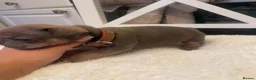 French Bulldog dogs for sale: 🐾💙 BEAUTIFUL FRENCH BULLDOG PUPPIES 💗🐾 - Advert 25