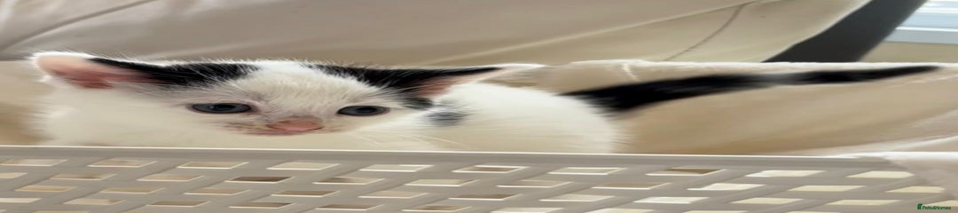 British Shorthair Kitten 4