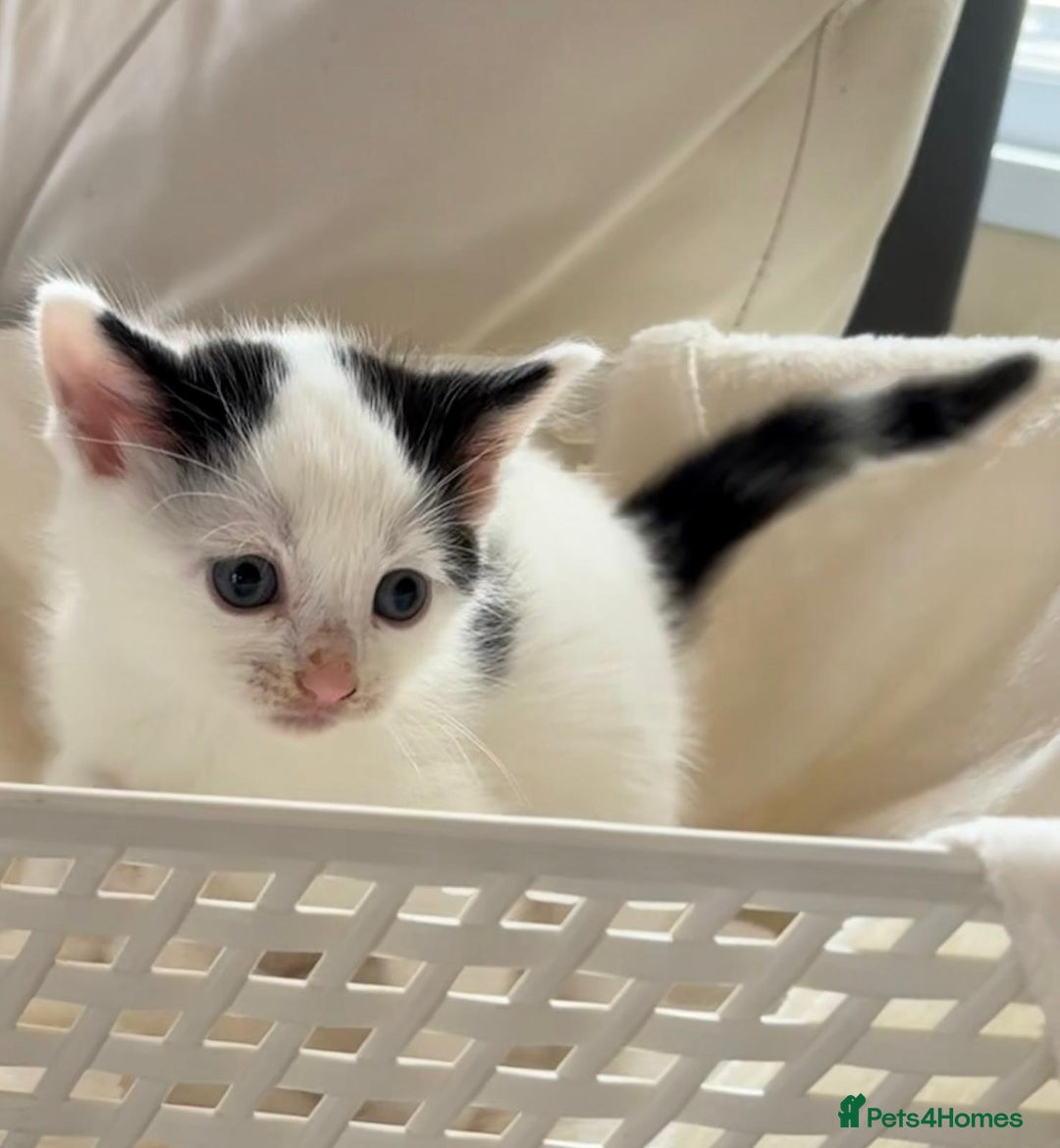 British Shorthair cats for sale: British Shorthair Kittens!  - Image 12