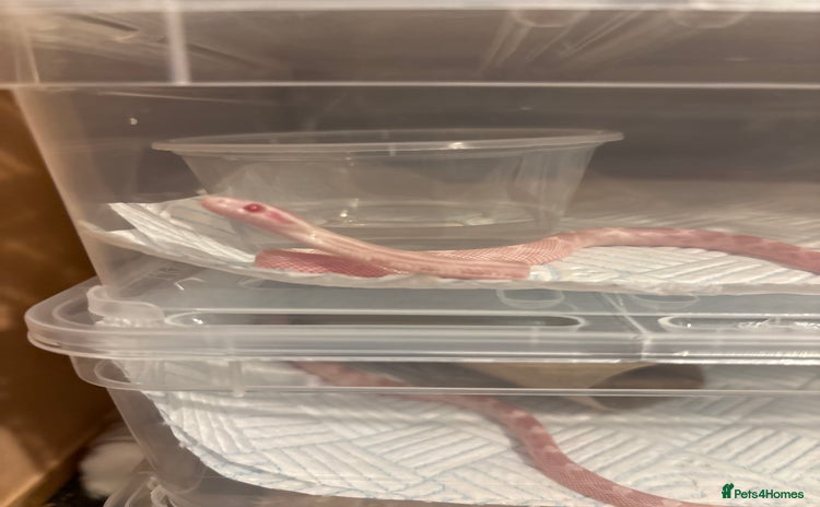 Corn Snake reptiles - Advert 1
