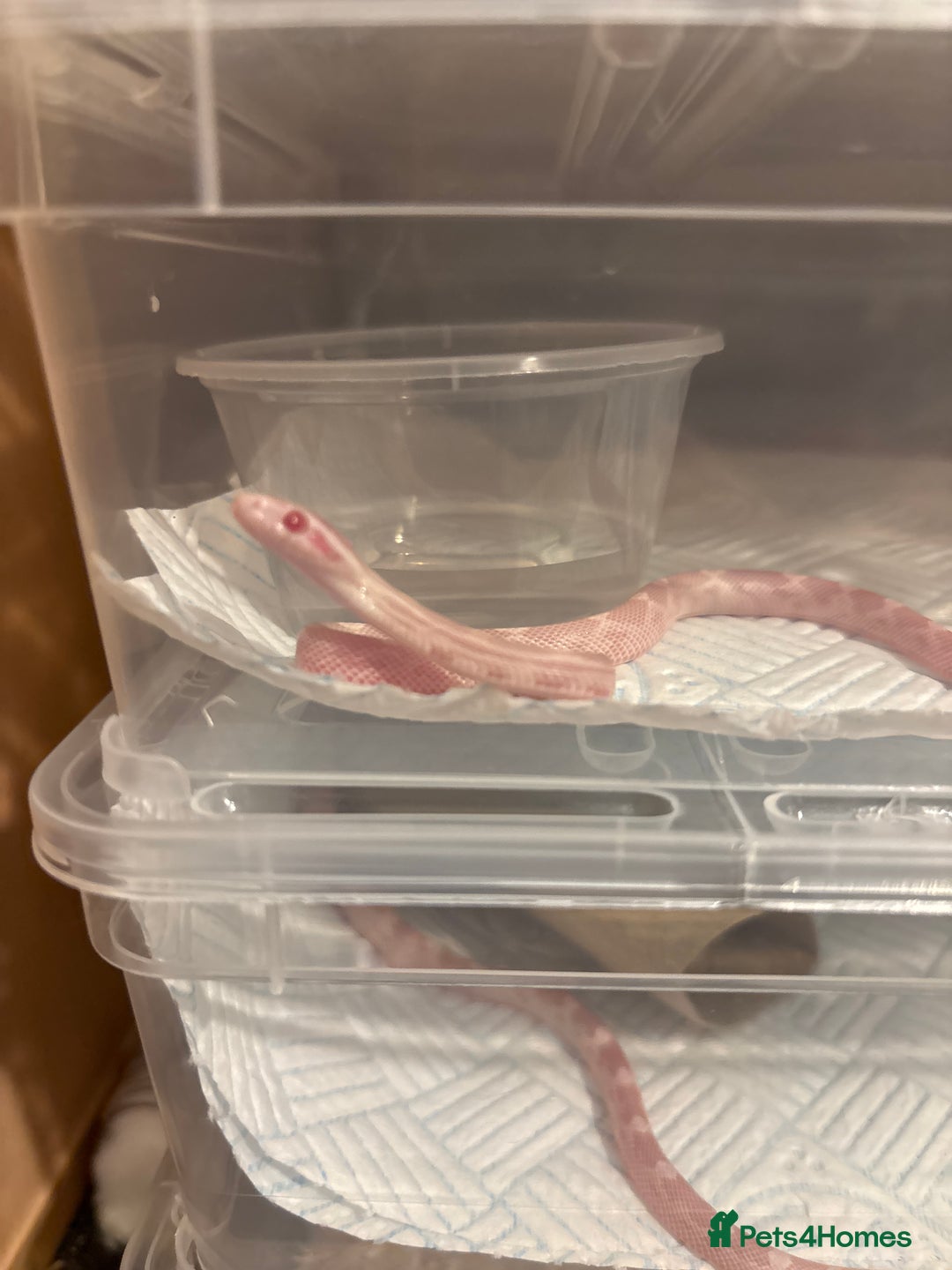 Corn Snake reptiles for sale: Baby corn snakes, snows, amel het palmetto, anery - Image 1
