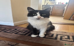 Mixed Breed cats for sale: 4 kittens for sale - Image 8